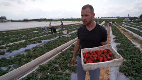 הורה סיירי התות: החקלאים שיוצאים לשדות, לרפתות ולמשקים תחת איום הטילים