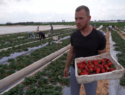 הורה סיירי התות: החקלאים שיוצאים לשדות, לרפתות ולמשקים תחת איום הטילים