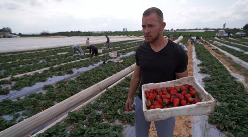הורה סיירי התות: החקלאים שיוצאים לשדות, לרפתות ולמשקים תחת איום הטילים
