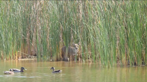 קדחת הג'ונגל: הצד הפראי של הירקון