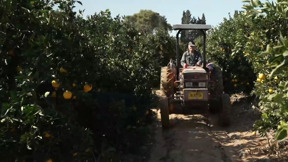 סוף עונת התפוזים? הפרי שהפך לסמל ישראלי - נכנע לחרם העולמי - "זה יוביל לקריסה"