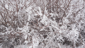 שלג בחרמון, דצמבר 2025