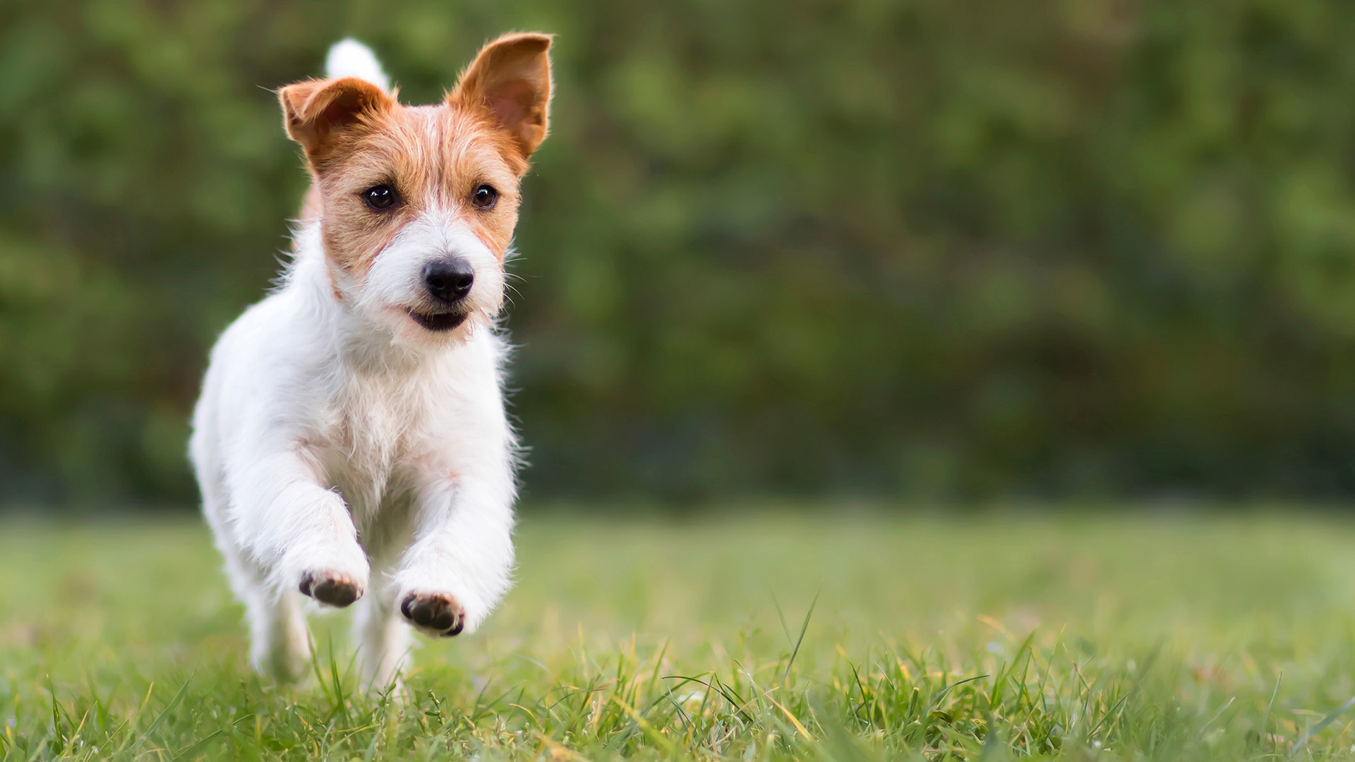 מישהו לגור איתו