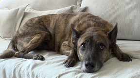 כוכבים עם זנב: הכלבים שהפכו למשפיעני רשת עם מאות אלפי עוקבים