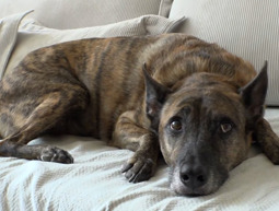 כוכבים עם זנב: הכלבים שהפכו למשפיעני רשת עם מאות אלפי עוקבים