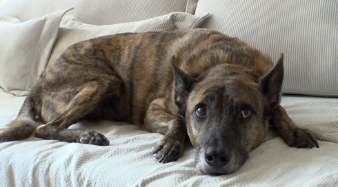 כוכבים עם זנב: הכלבים שהפכו למשפיעני רשת עם מאות אלפי עוקבים