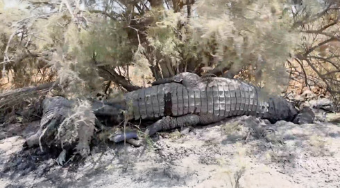 "שפכו עליו חומר דליק - וירו לו בראש": התנין היחיד ששרד בפצאל חוסל