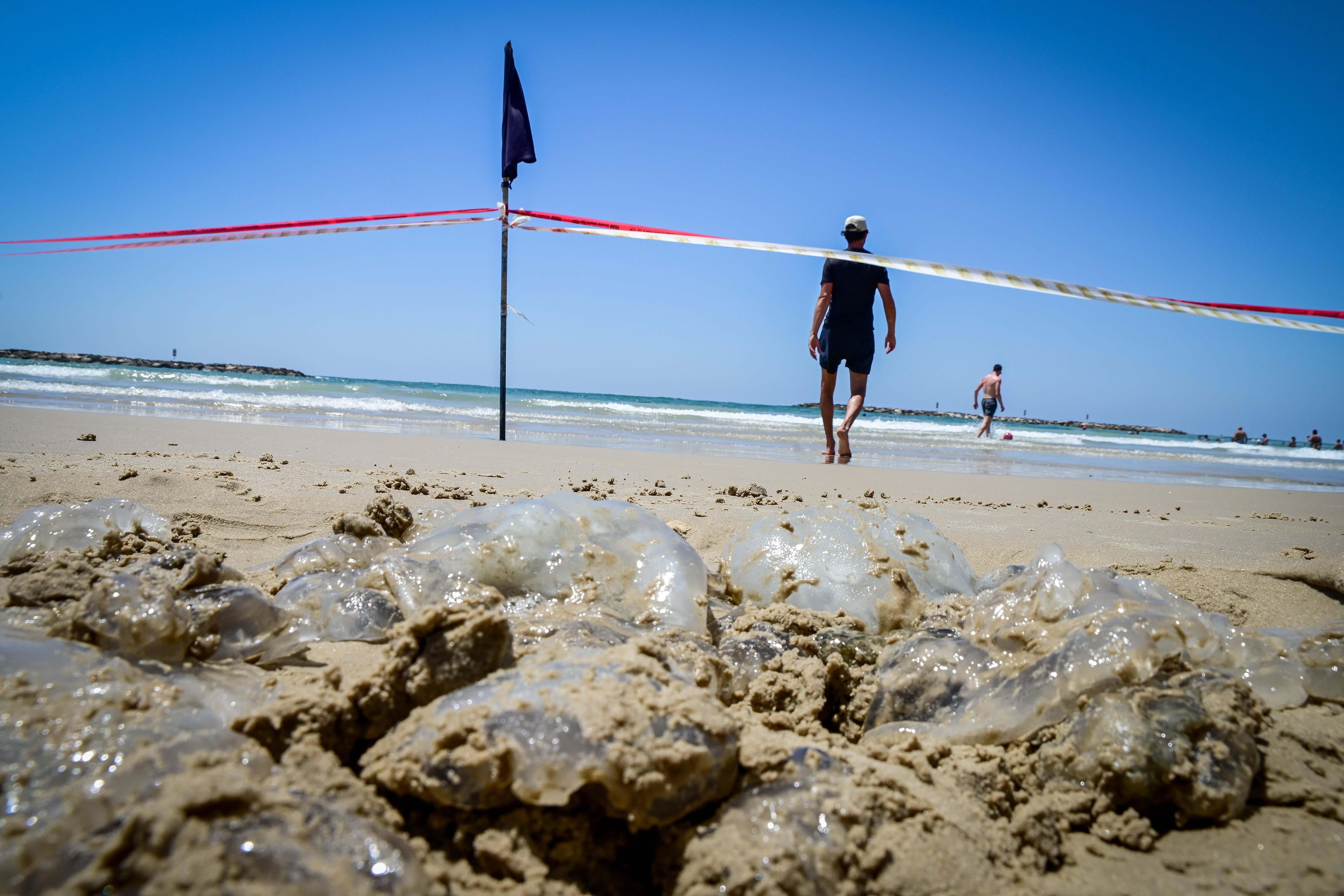 מדוזות בחופי תל אביב