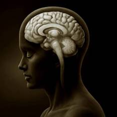 האינסולה והאמיגדלה