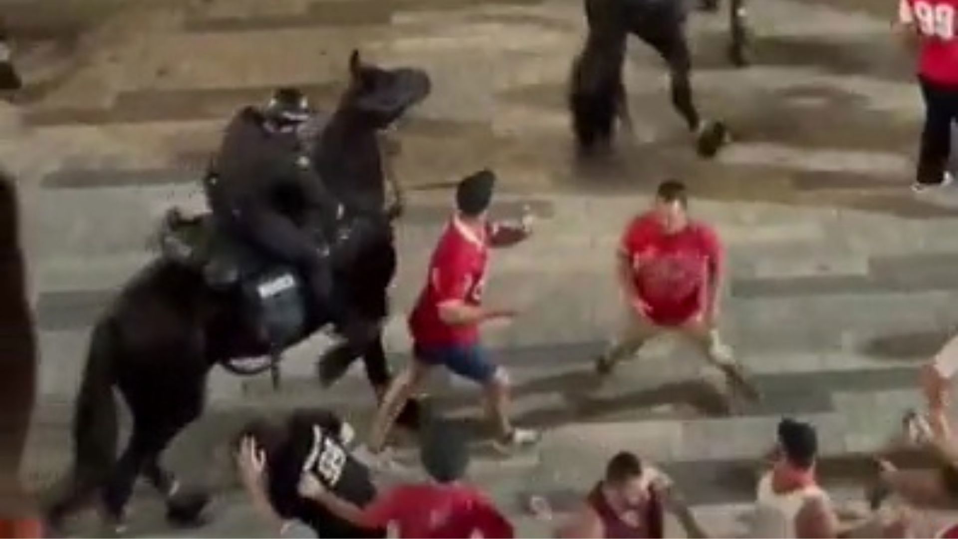 פרש מצליף אוהד