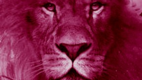 כריכת הספר "סיפורי נרניה"