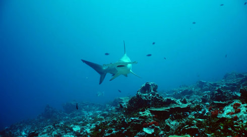 פלאי האוקיינוס עונה 2 | פרק 1 - לווייתן הקשת וכריש פטיש