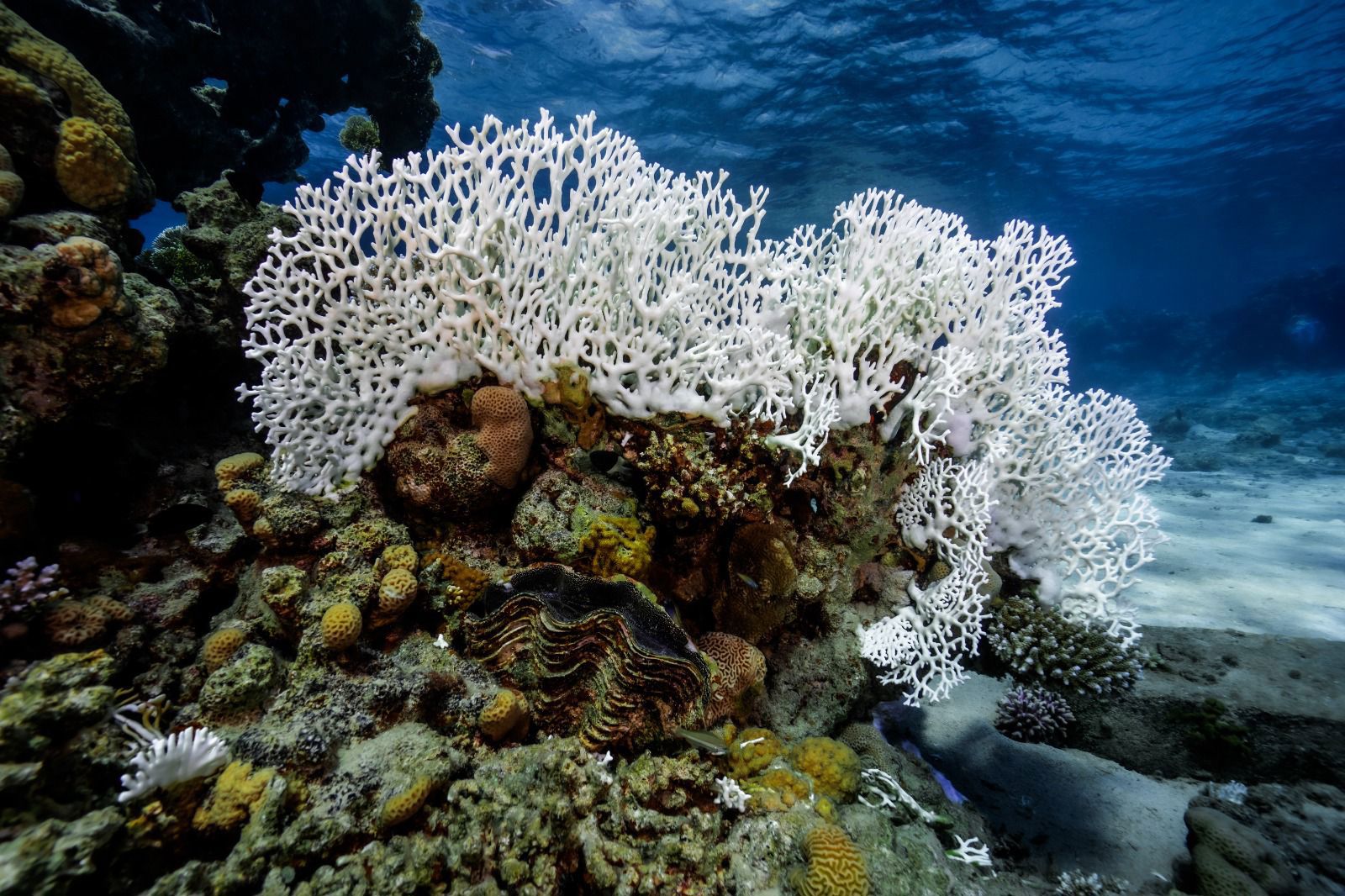 שונית אלמוגים מולבנת במפרץ אילת