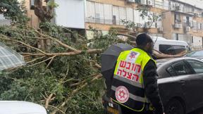 קריסת עץ בבני ברק
