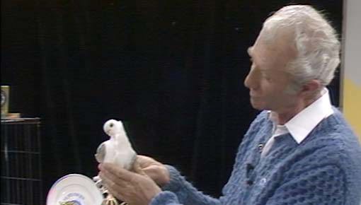 בין הכיסאות | מגדל יונים