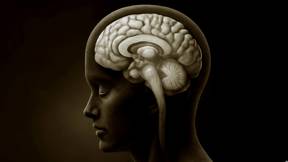 האינסולה והאמיגדלה