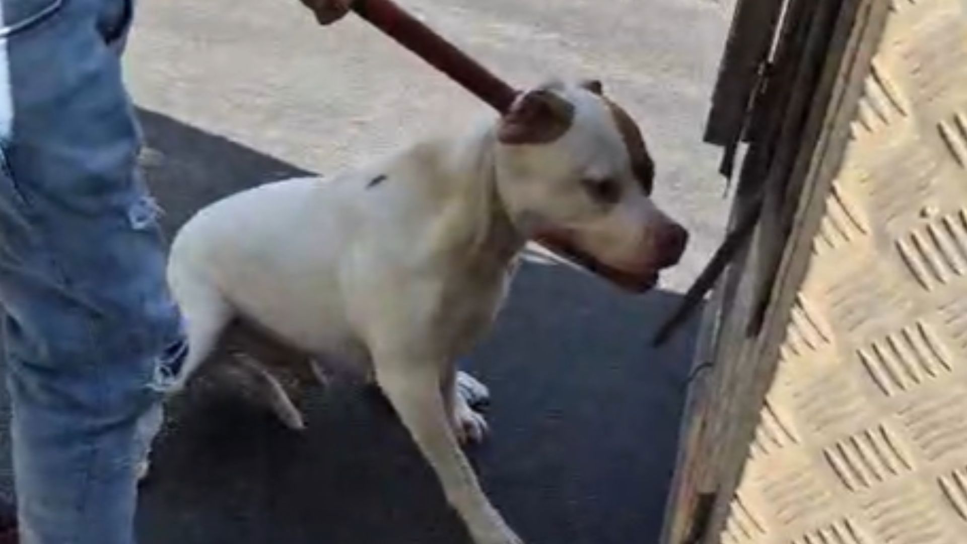 כלב הפיטבול שגרם למותה של תינוקת בקריית ביאליק, היום