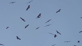 בגלל החרם: המתנדבים הקבועים מהעולם לא יגיעו לחזות בעונת הנדידה בישראל