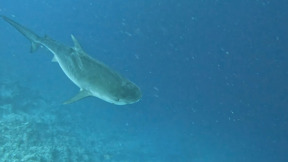 בהלה באילת: כריש טיגריסי תועד סמוך לחוף