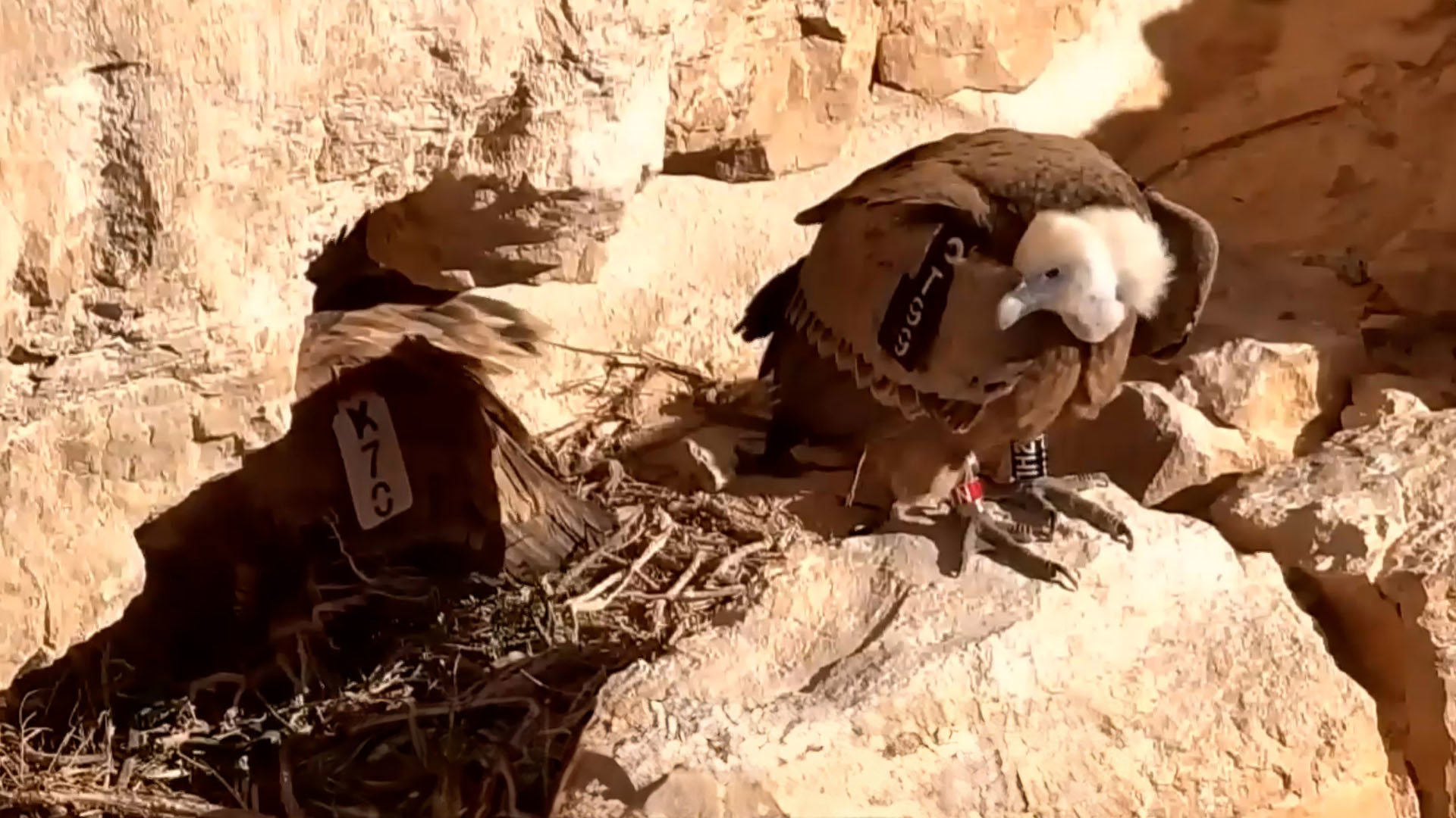 הרעלת הנשרים
