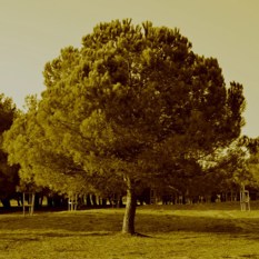 עץ אלון