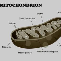 מיטוכונדריה