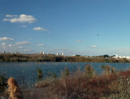 גם התנינים יחזרו? המבצע מפתיע להחייאת הביצות