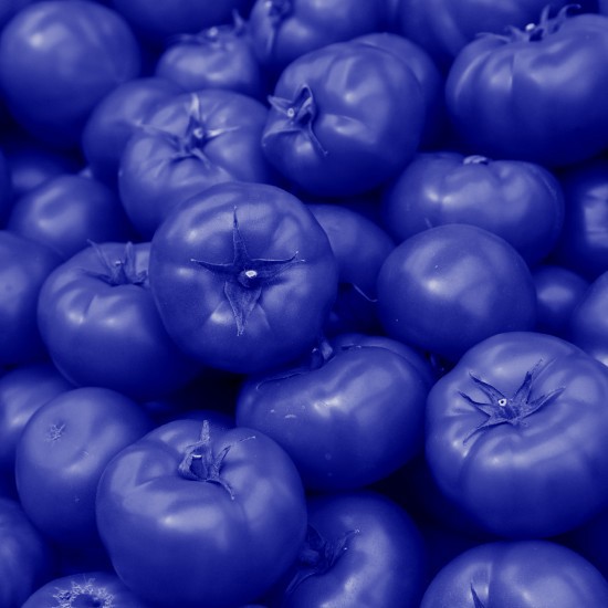 עגבניות.shutterstock ריבוע עגבניות