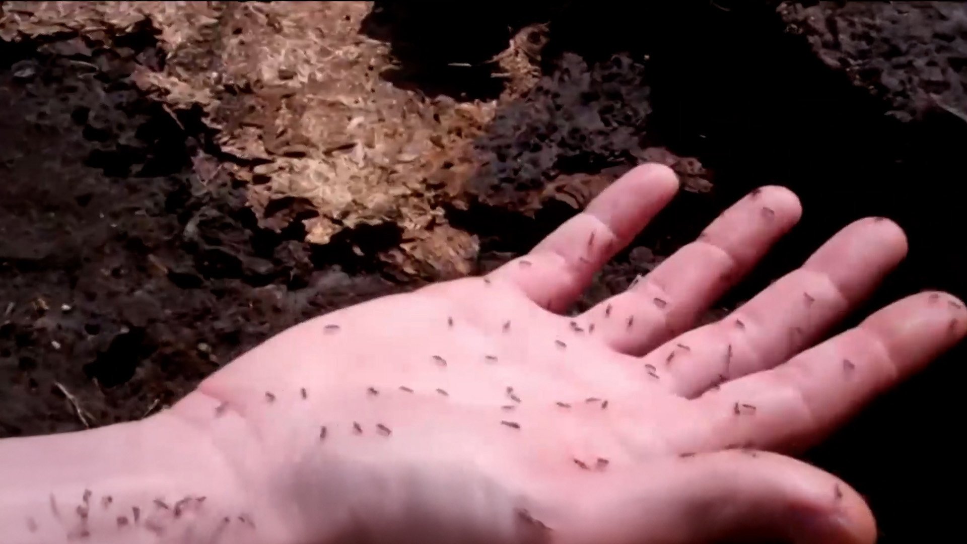 קטנה, מסוכנת ועוקצנית: נמלת האש מתפשטת בישראל