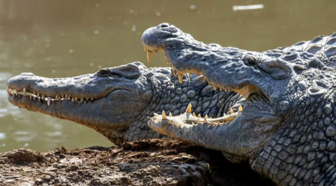 מי בישראל החליט לחסל מאות תנינים מוגנים - ולמה?