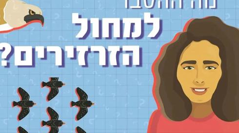 מה עומד מאחורי מחול הזרזירים?