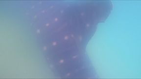 כריש-לוויתן סמוך לחופי אשדוד, היום