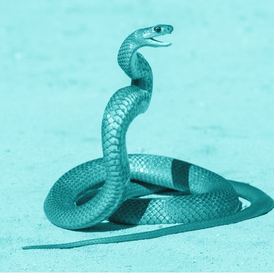 Snake Square 500X500 (1)