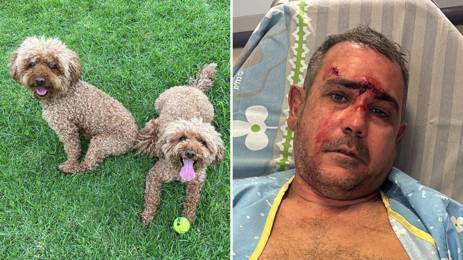 בן אביטל וכלביו