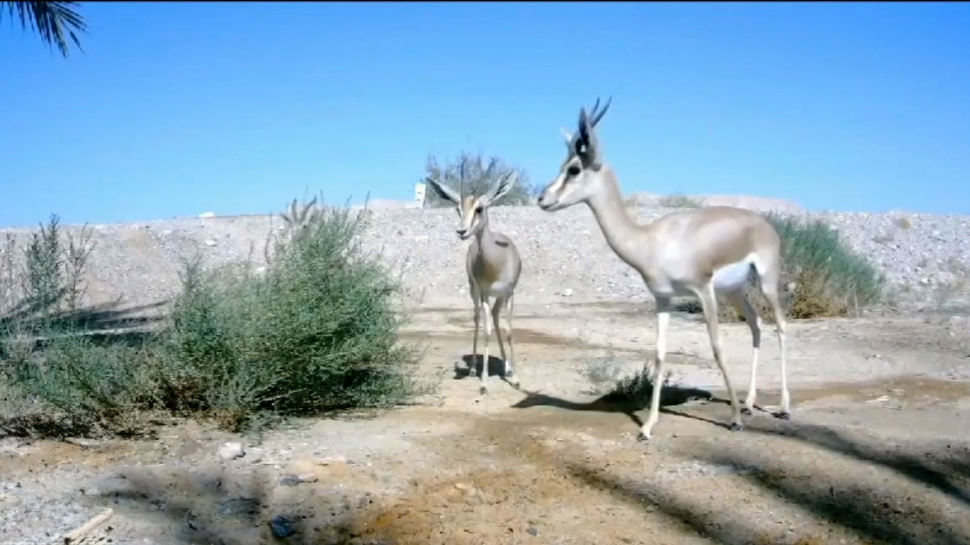 תנו לחיות לשתות: חיות הבר הליליות בערבה