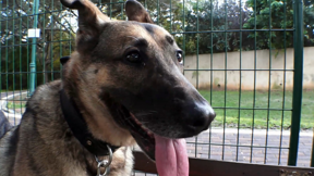 לוחמים על ארבע: 50 שנה ליחידות עוקץ