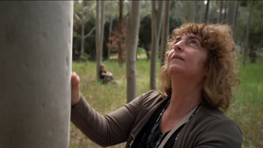 רפואת יער: מחקר ישראלי שמנסה להוכיח - שהות ביער מועילה לבריאות