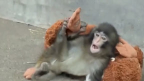 הקוף פאנץ' והבובה המפורסמת: איך רגע של חמלה הפך לשיגעון קניות עולמי?