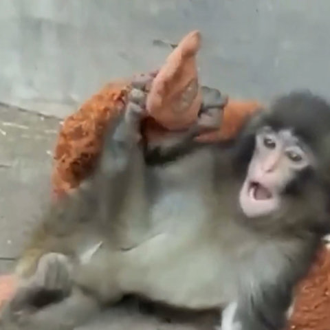 הקוף פאנץ' והבובה המפורסמת: איך רגע של חמלה הפך לשיגעון קניות עולמי?