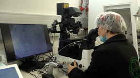 השבחת עוברים