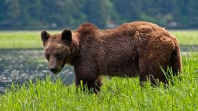 דב גריזלי בקנדה, ארכיון