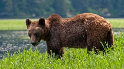 ארבעה דובי גריזלי שנלכדו בקנדה לא תקפו תלמידים