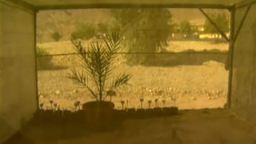 מתושלח העץ. 2015