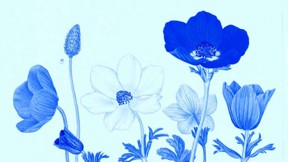 רות קופל, מתוך: צמחית ארץ ישראל בציורים, 1949-1948