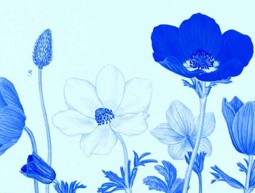 רות קופל, מתוך: צמחית ארץ ישראל בציורים, 1949-1948