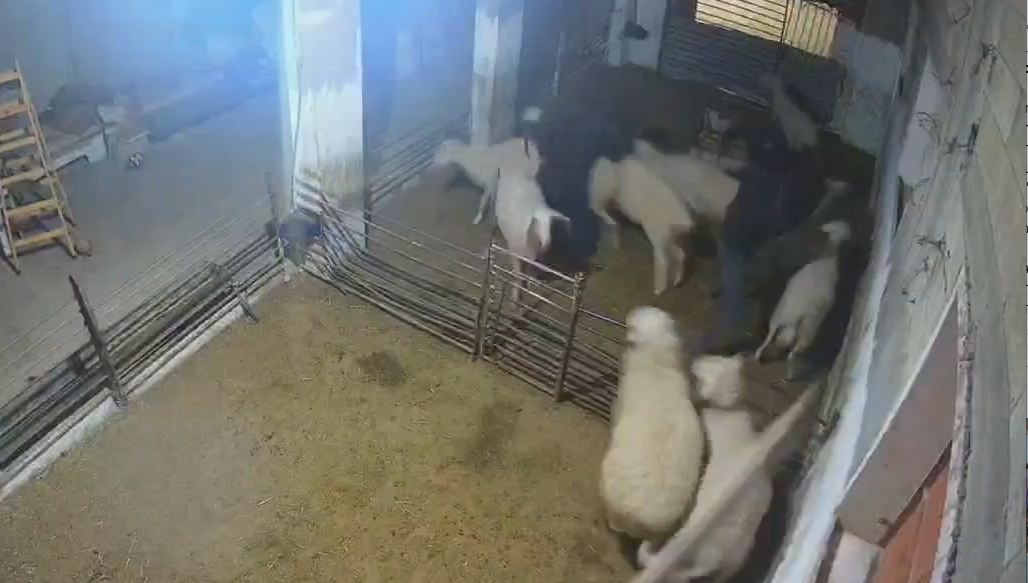 תקיפת כבשים