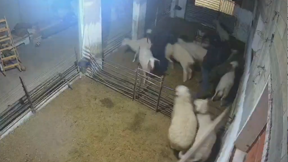 תקיפת כבשים