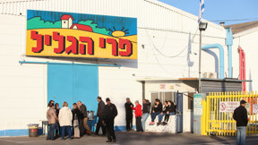 פרי הגליל
