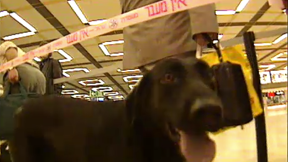 כלב משטרתי מארה"ב שמאתר סמים בנמל תעופה בן-גוריון. 