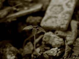 שתיל צומח מהריסות